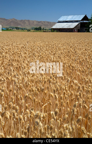 Campo di grano vicino a Emmett, Idaho, Stati Uniti d'America. Foto Stock