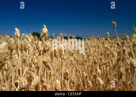 Campo di grano vicino a Emmett, Idaho, Stati Uniti d'America. Foto Stock