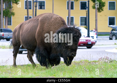 Bisonti americani in roaming presso il lago di villaggio nel Parco Nazionale di Yellowstone, Wyoming negli Stati Uniti. Foto Stock