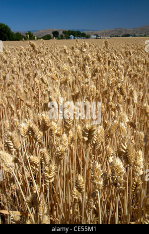 Campo di grano vicino a Emmett, Idaho, Stati Uniti d'America. Foto Stock