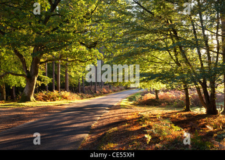Strada forestale attraverso gli alberi autunnali, New Forest, Hampshire, Inghilterra. In autunno (ottobre 2011). Foto Stock