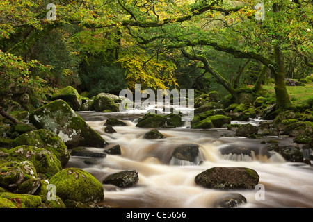 Fiume Plym immerge passato coperte di muschio massi sul suo corso attraverso Dewerstone legno, Dartmoor Devon, Inghilterra. Foto Stock