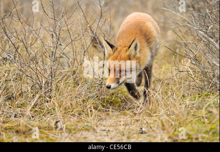 Red Fox (Vulpes vulpes vulpes) in cerca di prede nelle boccole lungo la via degli animali Foto Stock