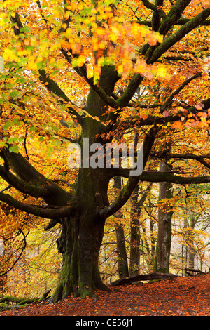 Faggio con colori autunnali, Lake District, Cumbria, Inghilterra. In autunno (ottobre 2011). Foto Stock