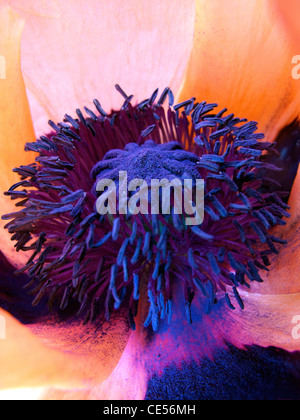 Macro shot del cuore di una coccinella Papavero (Papaver Orientale) vibrante colore, la texture e la qualità scultorea. Foto Stock