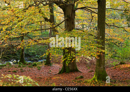 Alberi con bei colori autunnali in legno Strutta, Lake District, Cumbria, Inghilterra. In autunno (Novembre) 2011 Foto Stock