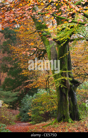 Boschi di latifoglie con bellissimi colori autunnali, Grasmere, Lake District, Cumbria, Inghilterra. In autunno (novembre 2011). Foto Stock