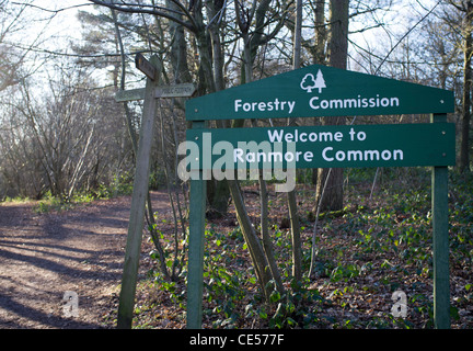 Commissione forestale firmare all'entrata del viale di pecore su Ranmore comune, Surrey Foto Stock