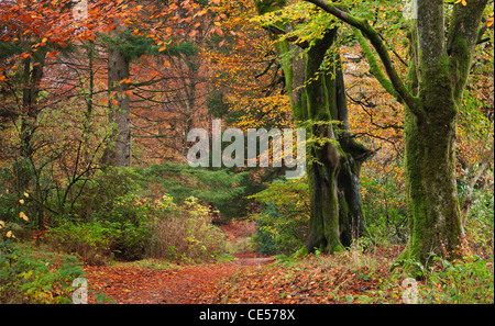 Boschi di latifoglie con bellissimi colori autunnali, Grasmere, Lake District, Cumbria, Inghilterra. In autunno (novembre 2011). Foto Stock
