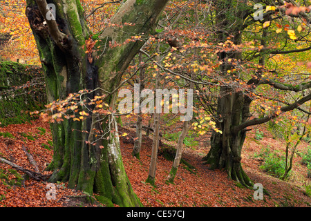 Coppia faggi boschi sopra Grasmere, Lake District, Cumbria, Inghilterra. In autunno (novembre 2011). Foto Stock