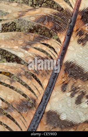 Dettaglio di una piuma di fagiano con rugiada su lichen coperto rock Foto Stock