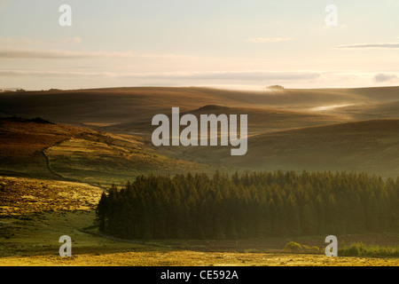 Primi albori la nebbia al sorgere del sole in una valle di brughiera al Black Tor su Dartmoor Foto Stock