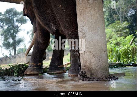 Chaned elefante in Pinnewala Elephant Orfanotrofio, Sri Lanka Foto Stock