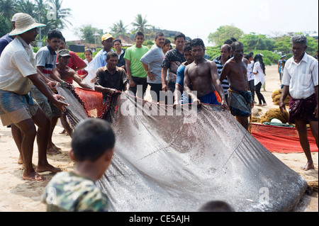 Local fishermans tirando net dall'oceano. La pesca in Sri Lanka è un lavoro duro ma questo è il loro modo di guadagnarsi da vivere Foto Stock