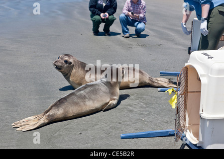 Volontari rilasciando 'rescued & riabilitato' maschio suinetto svezzato foche elefanti. Foto Stock