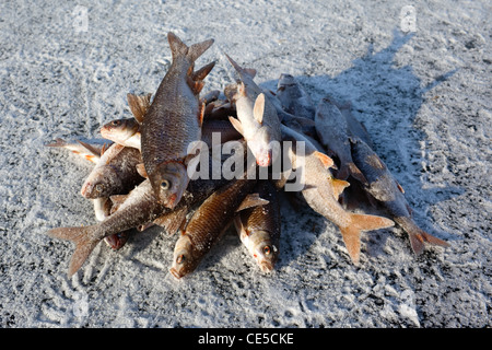 Vobla (anche ortografato wobla) è una parola russa per Caspian roach (Rutilus rutilus caspicus) Foto Stock