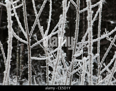 I rami di vegetazione ricoperta con un strato spesso di trasformata per forte gradiente frost. Cascate di Washington, Stati Uniti d'America. Foto Stock