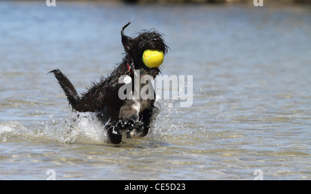 Jackadoodle cane che corre attraverso l acqua Foto Stock
