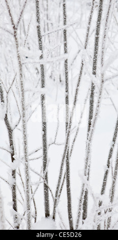 Una vista di inverno coperto di vegetazione in uno spesso strato di brina con la neve dietro. Stato di Washington, USA. Foto Stock