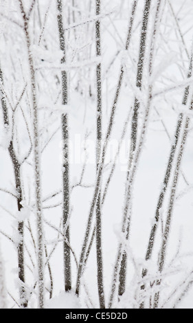 Una vista di inverno coperto di vegetazione in uno spesso strato di brina con la neve dietro. Stato di Washington, USA. Foto Stock