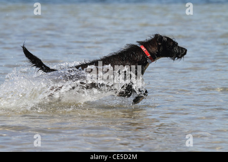 Jackadoodle cane che corre attraverso l acqua Foto Stock
