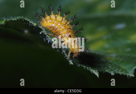 28-tipo Potato Coccinella - Epilachna vigintioctopunctata (sinonimo Henosepilachna vigintioctopunctata) larva Foto Stock