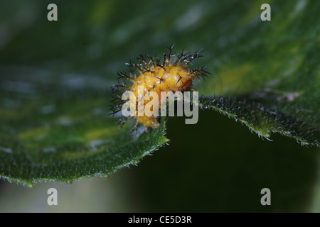 28-tipo Potato Coccinella - Epilachna vigintioctopunctata (sinonimo Henosepilachna vigintioctopunctata) larva Foto Stock