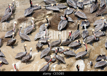 Grande gregge di pellicani bruni sulla roccia Foto Stock