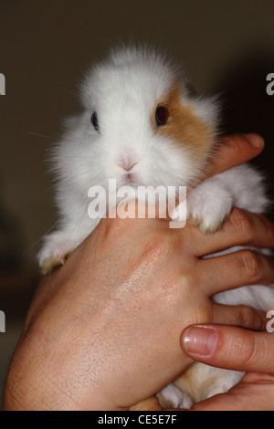 Un piccolo e morbido, bianco e bruno coniglio nelle sue braccia Foto Stock