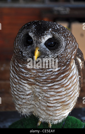 Legno africano gufo - strix woodfordii, ad eagle incontra, spier cantina, Stellenbosch, Sud Africa Foto Stock