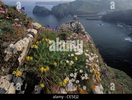 Molla fiori costiere a Mullion Cove, la lucertola, Cornwall. Foto Stock