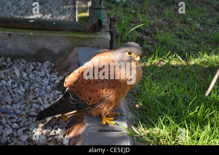 Falco rupicolus (rock gheppio) in riabilitazione ad eagle incontra, spier, Stellenbosch, Sud Africa Foto Stock