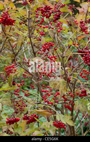 Bacche rosse di Viburnum Opulus, viburno Rose Foto Stock