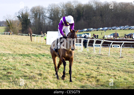 Thoroughbred horsesat le siepi Heythrop caccia da punto a punto di Equus caballus ferus Foto Stock