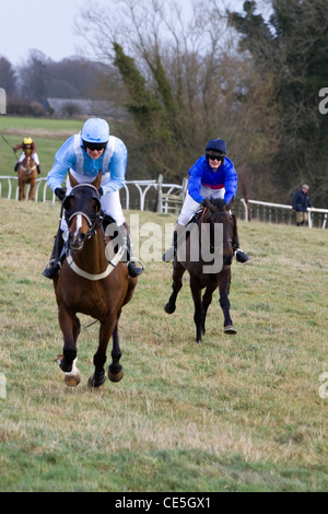 Thoroughbred horsesat le siepi Heythrop caccia da punto a punto di Equus caballus ferus Foto Stock