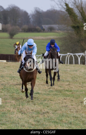 Thoroughbred horsesat le siepi Heythrop caccia da punto a punto di Equus caballus ferus Foto Stock