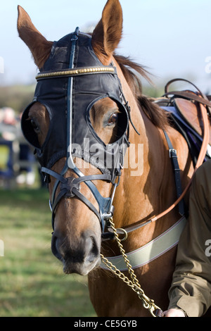 Un cavallo purosangue di Equus ferus caballus nell'anello di raccolta presso l Heythrop caccia da punto a punto Foto Stock