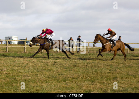 I cavalli purosangue presso le siepi Heythrop caccia da punto a punto di Equus caballus ferus Foto Stock