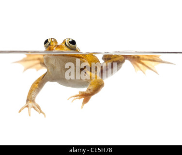 Laghetto Verde rana nuoto isolato su bianco esculanta rana lessonae pelophylax Foto Stock