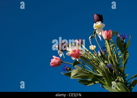 Molla bouquet di fiori su un cielo blu Foto Stock