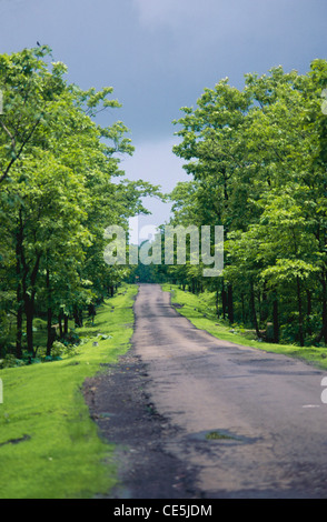 Strada attraverso la giungla verde foresta dopo pioggia monsonica ; Asangaon ; Pivli ; Pivli ; Pivali ; Dahanu ; Palghar ; Maharashtra ; India ; asia Foto Stock