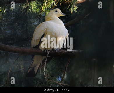 PIED IMPERIAL FRUIR PIGEON A BIRDWORLD vicino a Farnham, Surrey Foto Stock