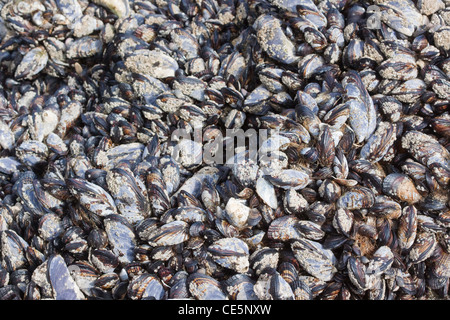 California le Cozze Mytilus californianus Newport, Oregon, Stati Uniti 28 aprile tipico nel raggruppamento inter-zona di marea. Mytilidae Foto Stock