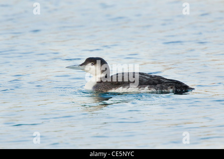 Loon comune Gavia immer Bodega Bay, California, Stati Uniti 24 aprile adulto in livrea invernale Gaviidae Foto Stock