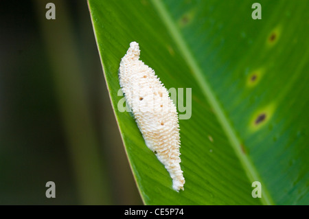 Uova di insetto su una foglia Costa Rica Foto Stock