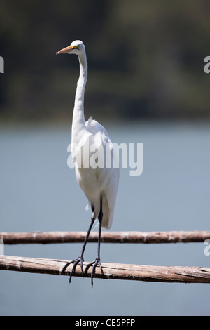 Airone bianco maggiore (Egretta alba). Lago Awaka. Etiopia. Foto Stock