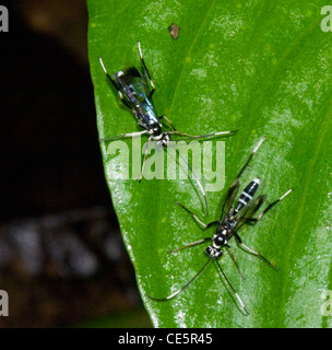 Ichneumonoid vespe (Lissonota sp.), Costa Rica Foto Stock