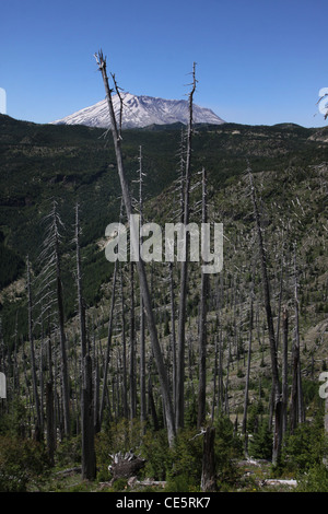 Alberi abbattuti dall eruzione del 1980 Monte St Helens Vulcano monumento nazionale Foto Stock