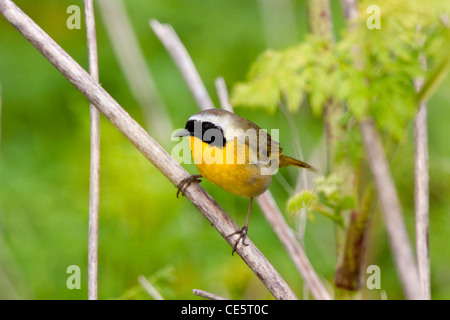 Yellowthroat comune Geothlypis trichas Elkhorn Slough, California, Stati Uniti 23 aprile maschio adulto Parulidae Foto Stock