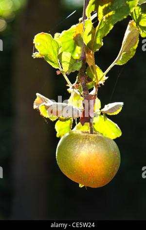 Apple nel sole di sera il rip su apple tree in estate - immagine verticale Foto Stock